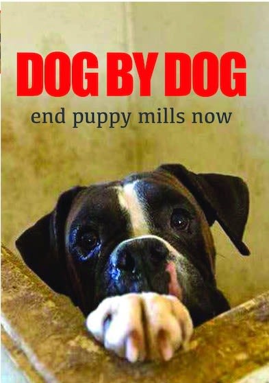 Dog by Dog - (Widescreen, NTSC Format) - [DVD]