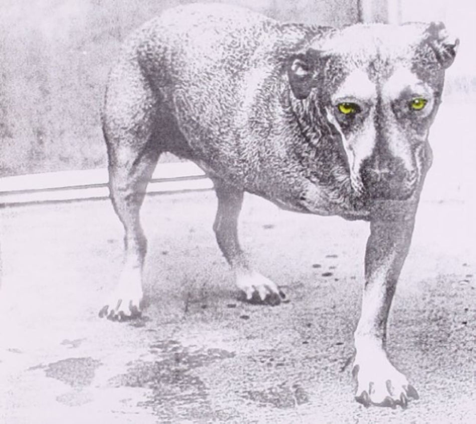 Alice In Chains - [CD]
