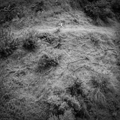 Anna Tivel - Animal Poem - [Vinyl]