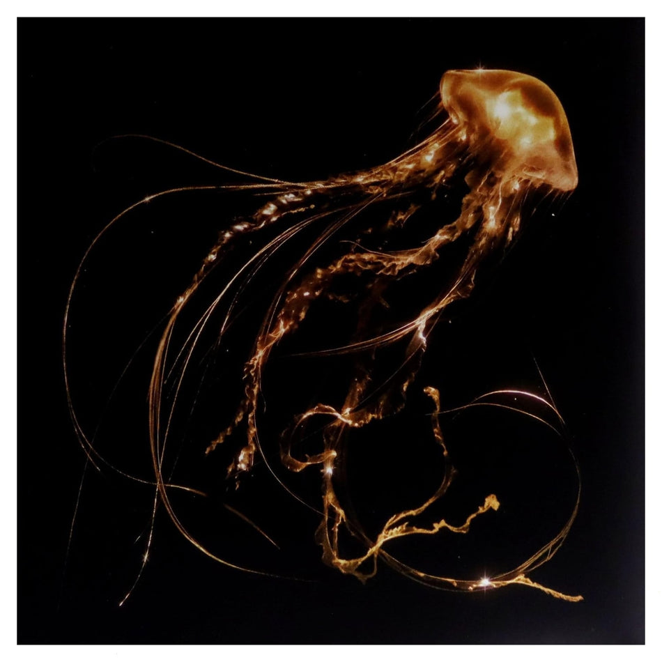 Royal Blood - Back To The Water Below - [Vinyl]
