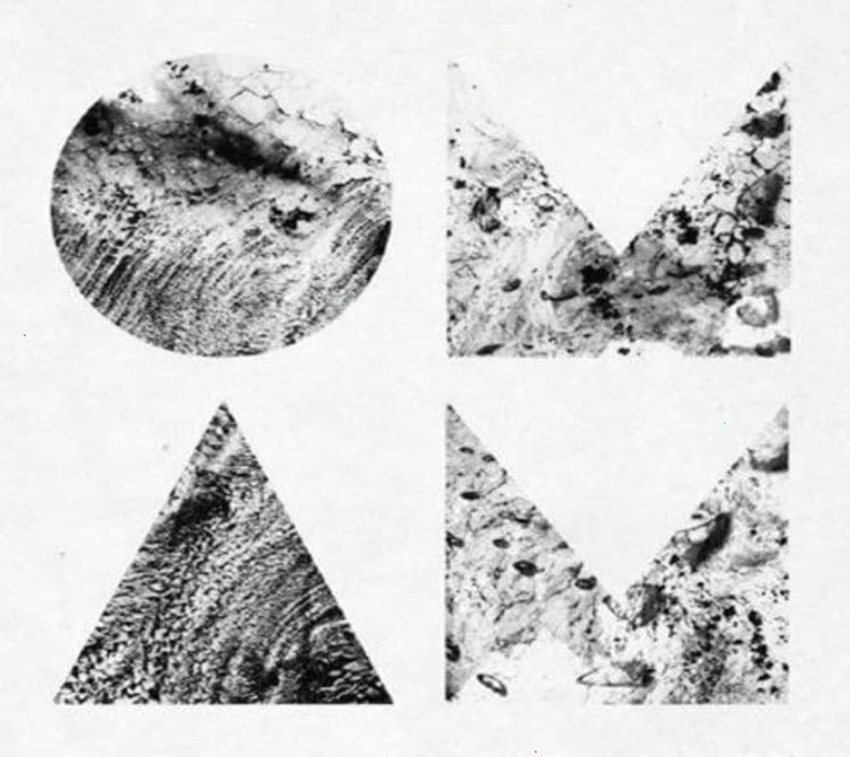 Of Monsters and Men - Beneath the Skin - [CD]
