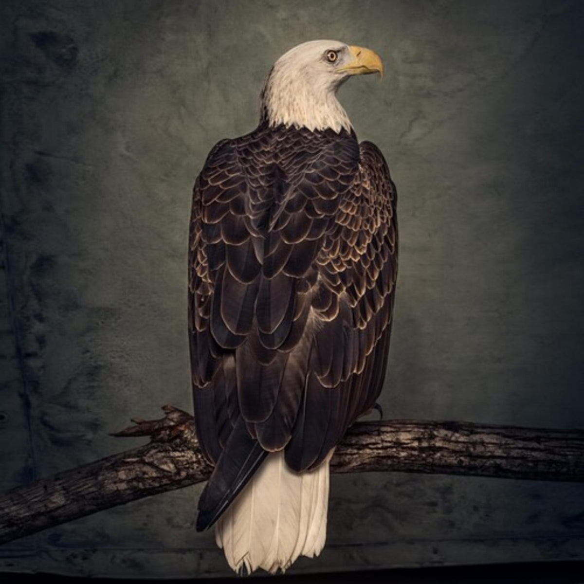 Clutch - Book Of Bad Decisions - [Vinyl]