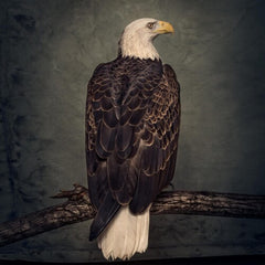 Clutch - Book Of Bad Decisions - [Vinyl]
