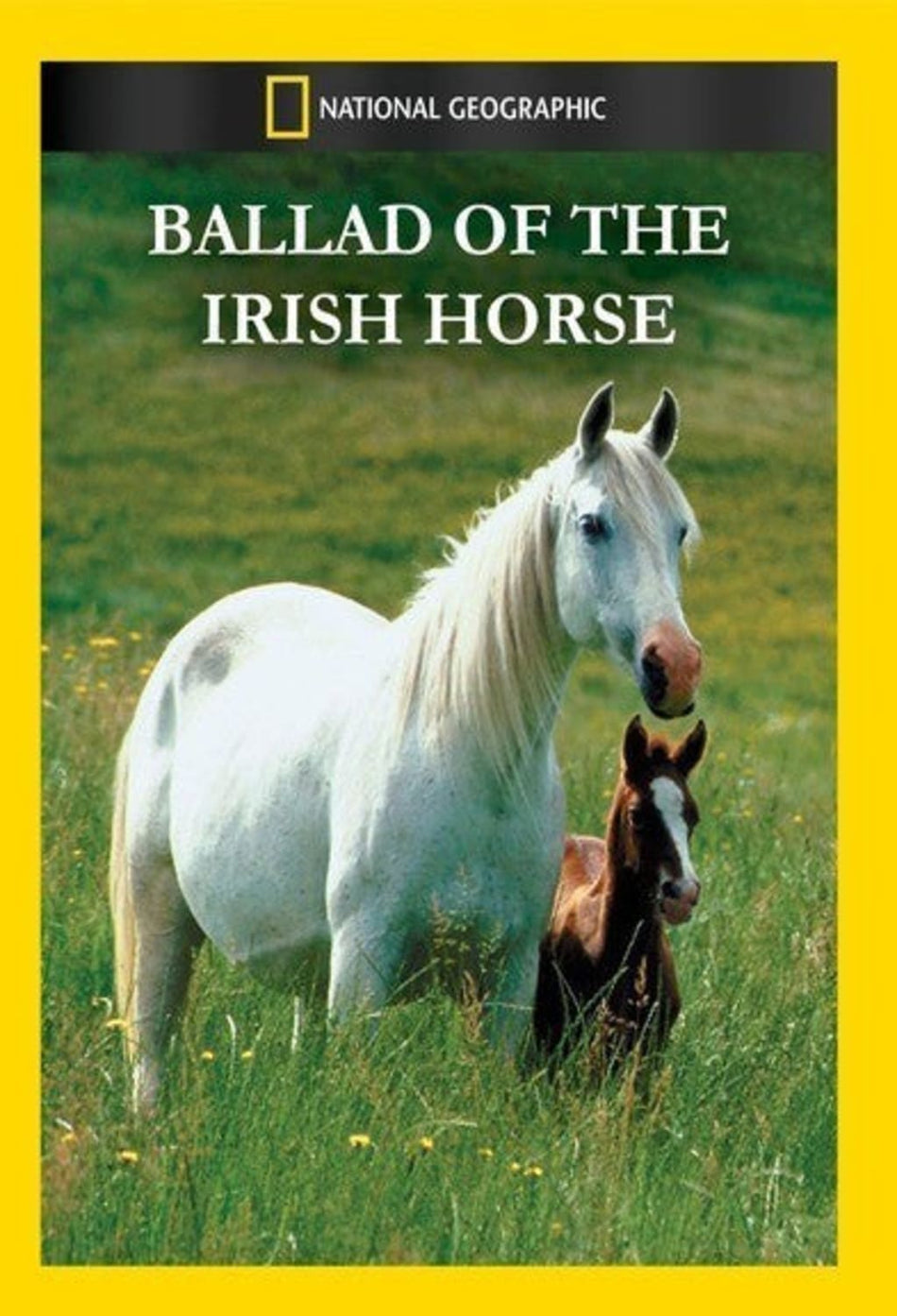 Ballad of the Irish Horse - [DVD]