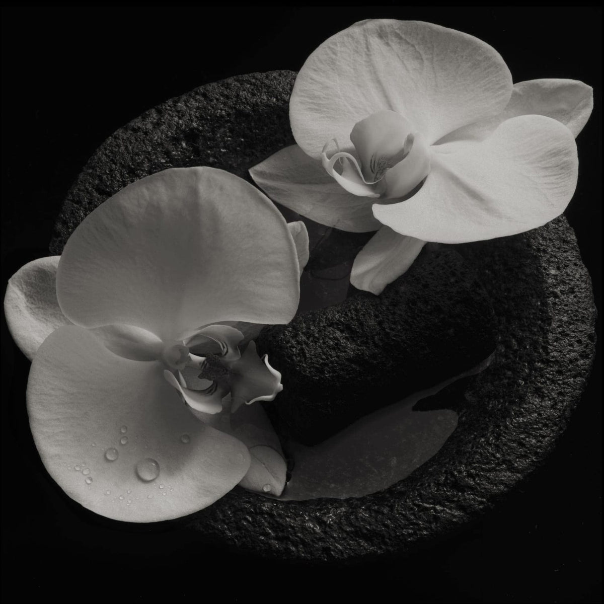 Mike Patton - Corpse Flower - [Vinyl]
