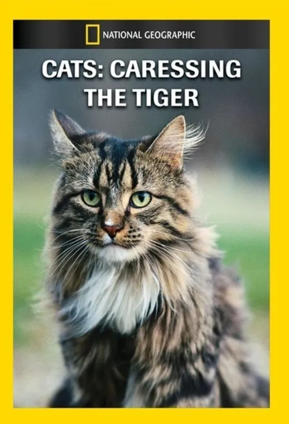 Cats: Caressing the Tiger - (NTSC Format) - [DVD]