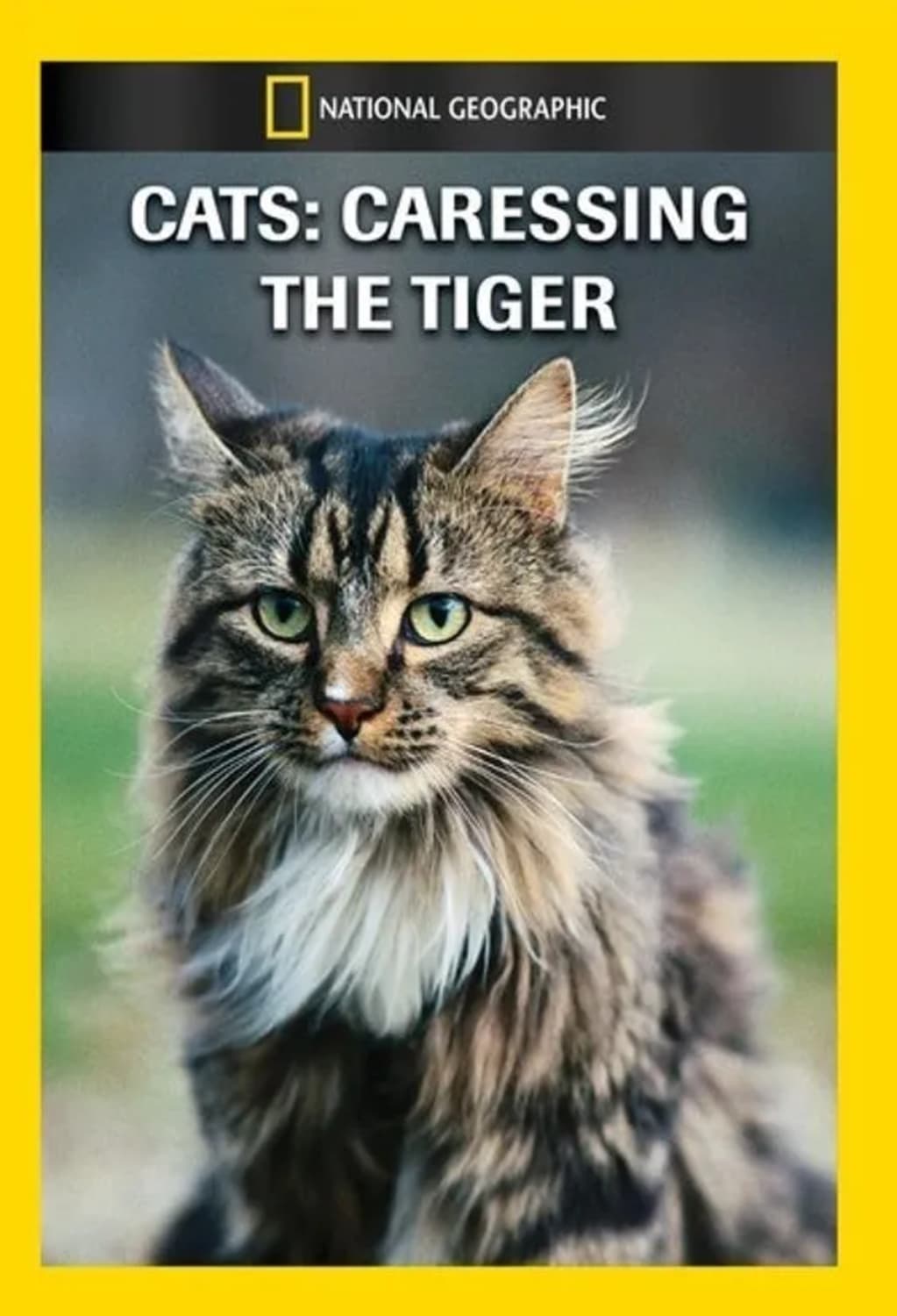 Cats: Caressing the Tiger - (NTSC Format) - [DVD]