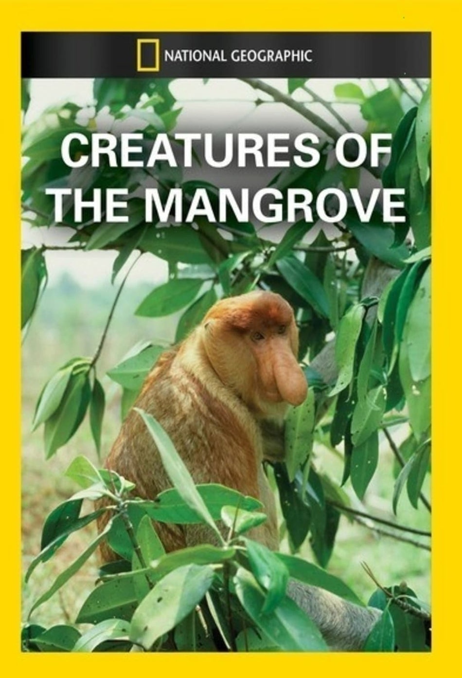 Creatures of the Mangrove - (NTSC Format) - [DVD]