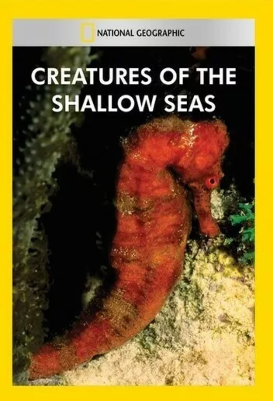 Creatures of the Shallow Seas - (NTSC Format) - [DVD]