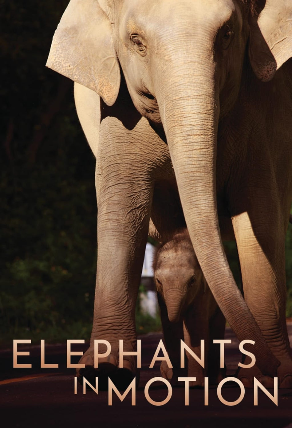 ELEPHANTS IN MOTION - [DVD]
