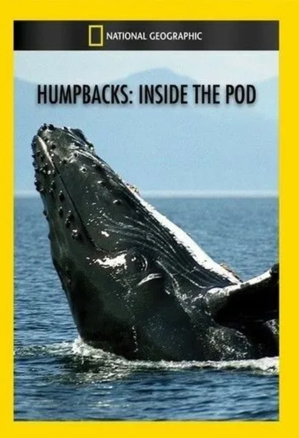 Humpbacks: Inside the Pod - (NTSC Format) - [DVD]