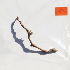 PJ Harvey - I Inside The Old Year Dying - [Vinyl]
