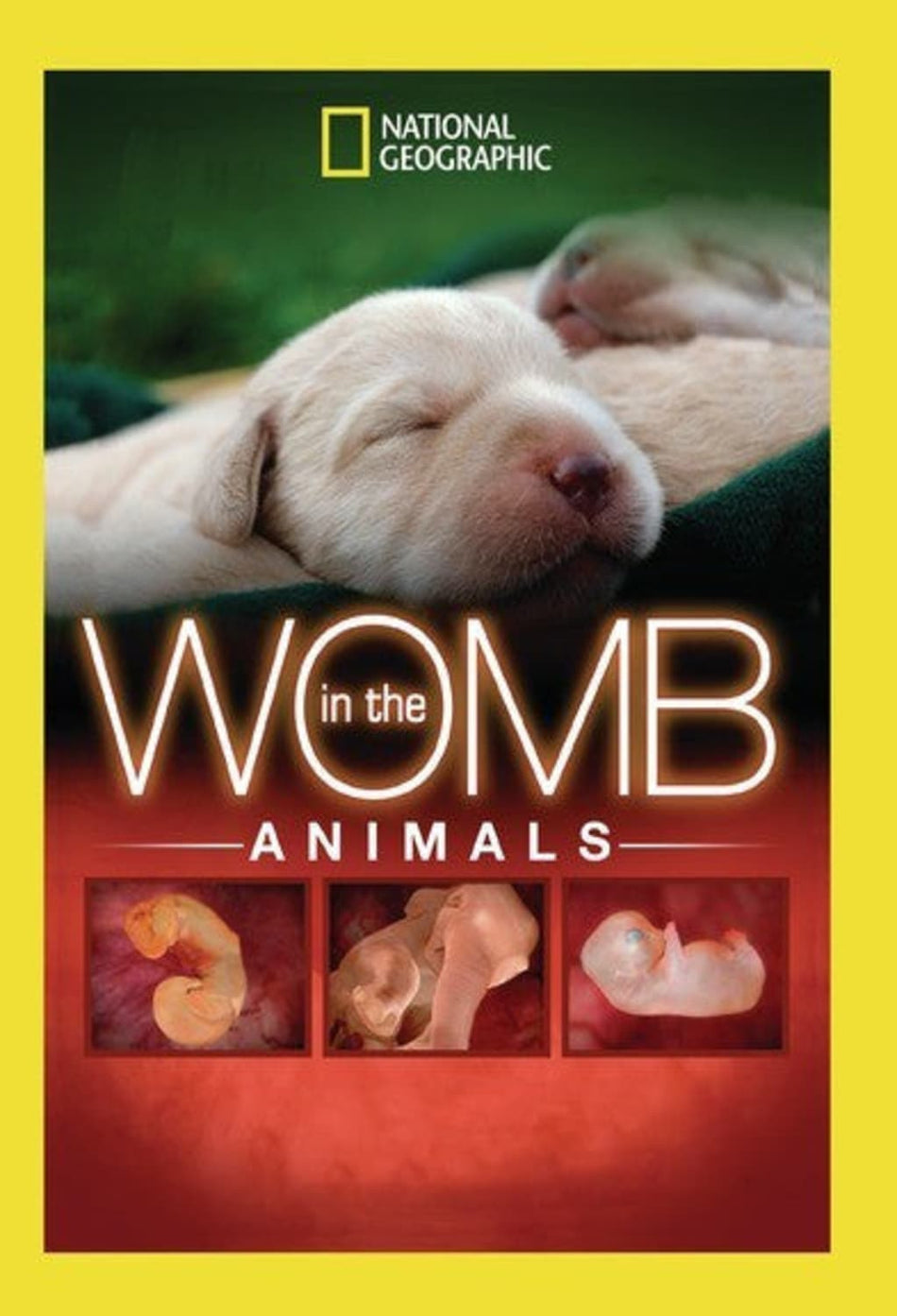 In The Womb: Animals - (Full Frame, Dolby, NTSC Format) - [DVD]