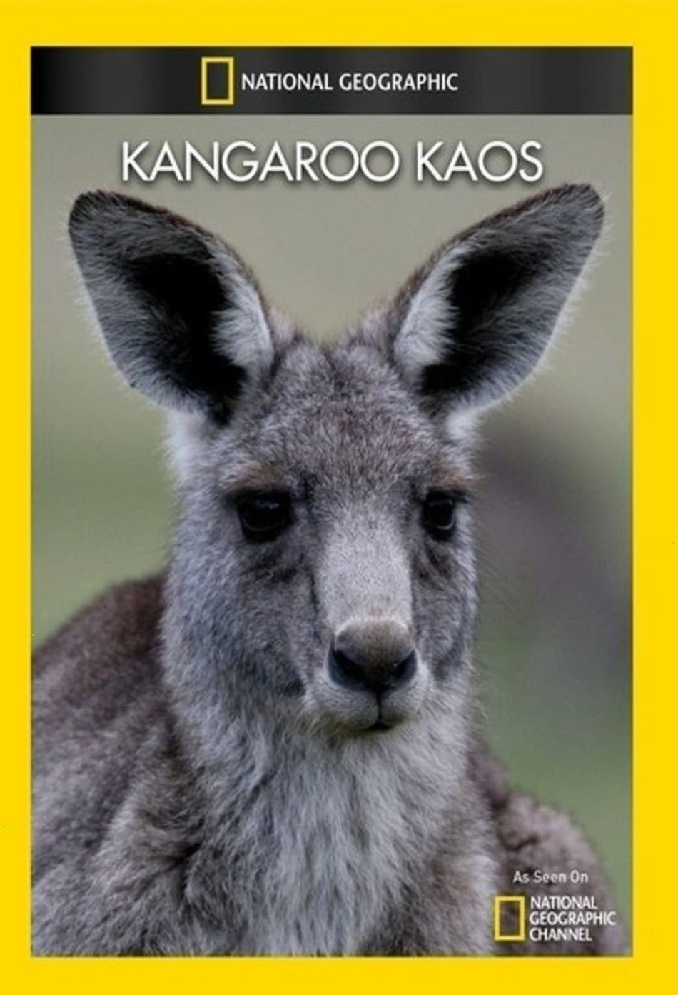 Kangaroo Kaos - (NTSC Format) - [DVD]