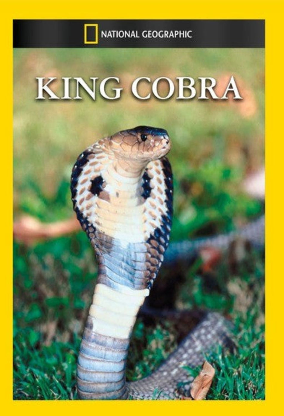 King Cobra - (NTSC Format) - [DVD]