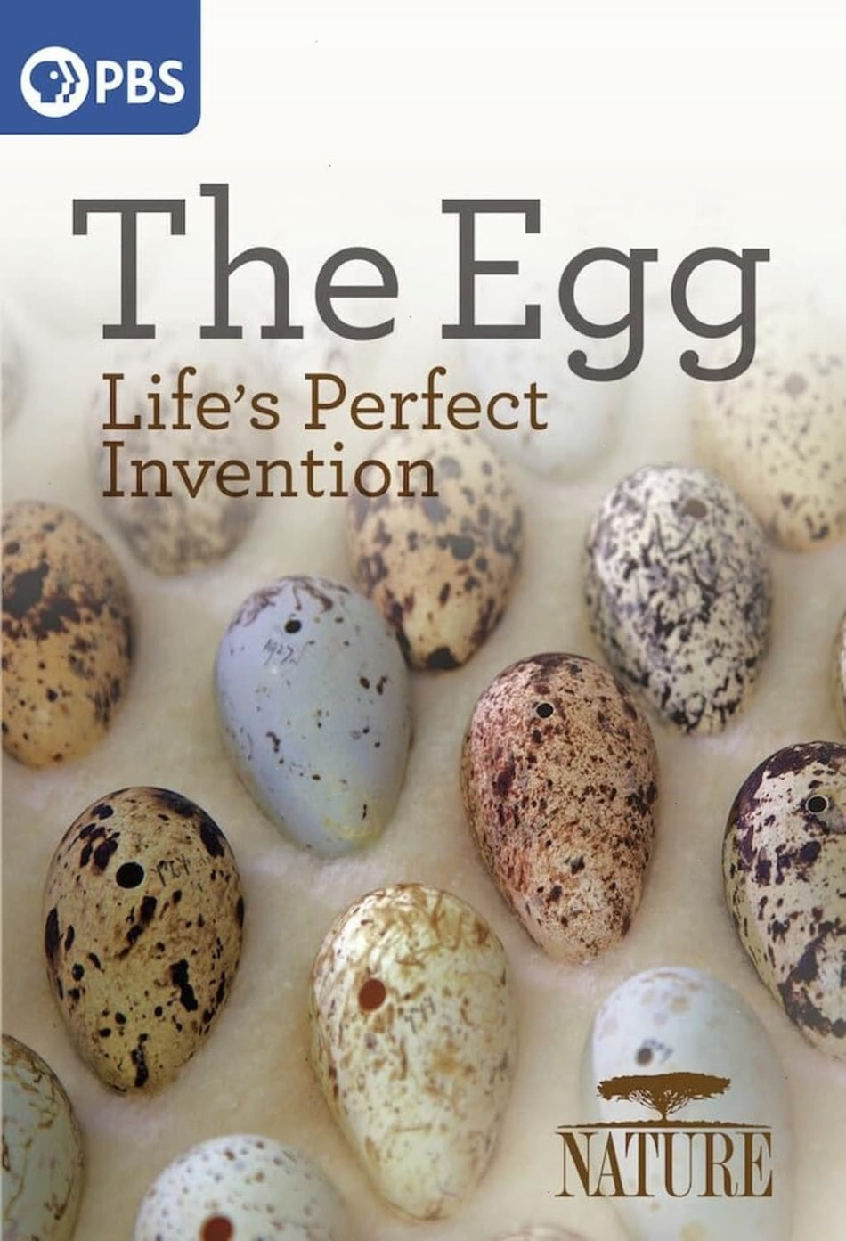 Nature: The Egg - Life's Perfect Invention - [DVD]