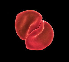 Peter Gabriel - SCRATCH MY BACK - [CD]