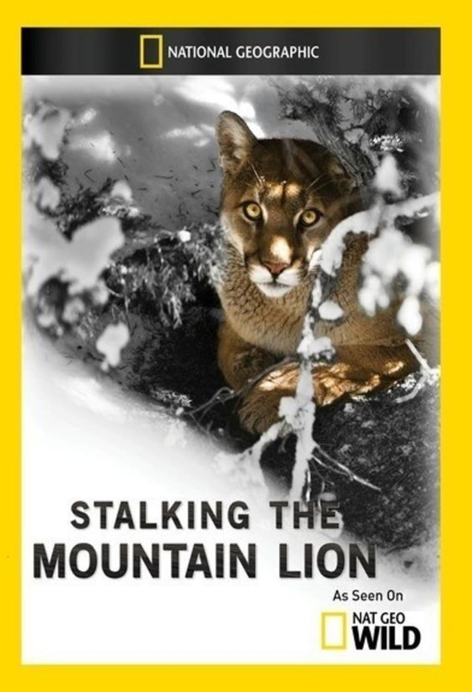 Stalking the Mountain Lion - [DVD]