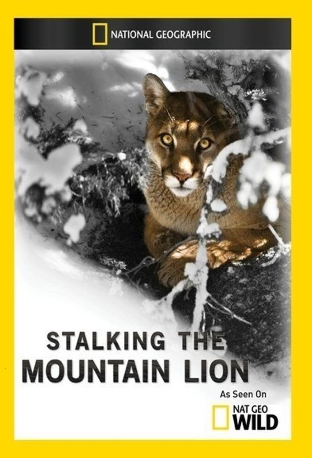 Stalking the Mountain Lion - [DVD]