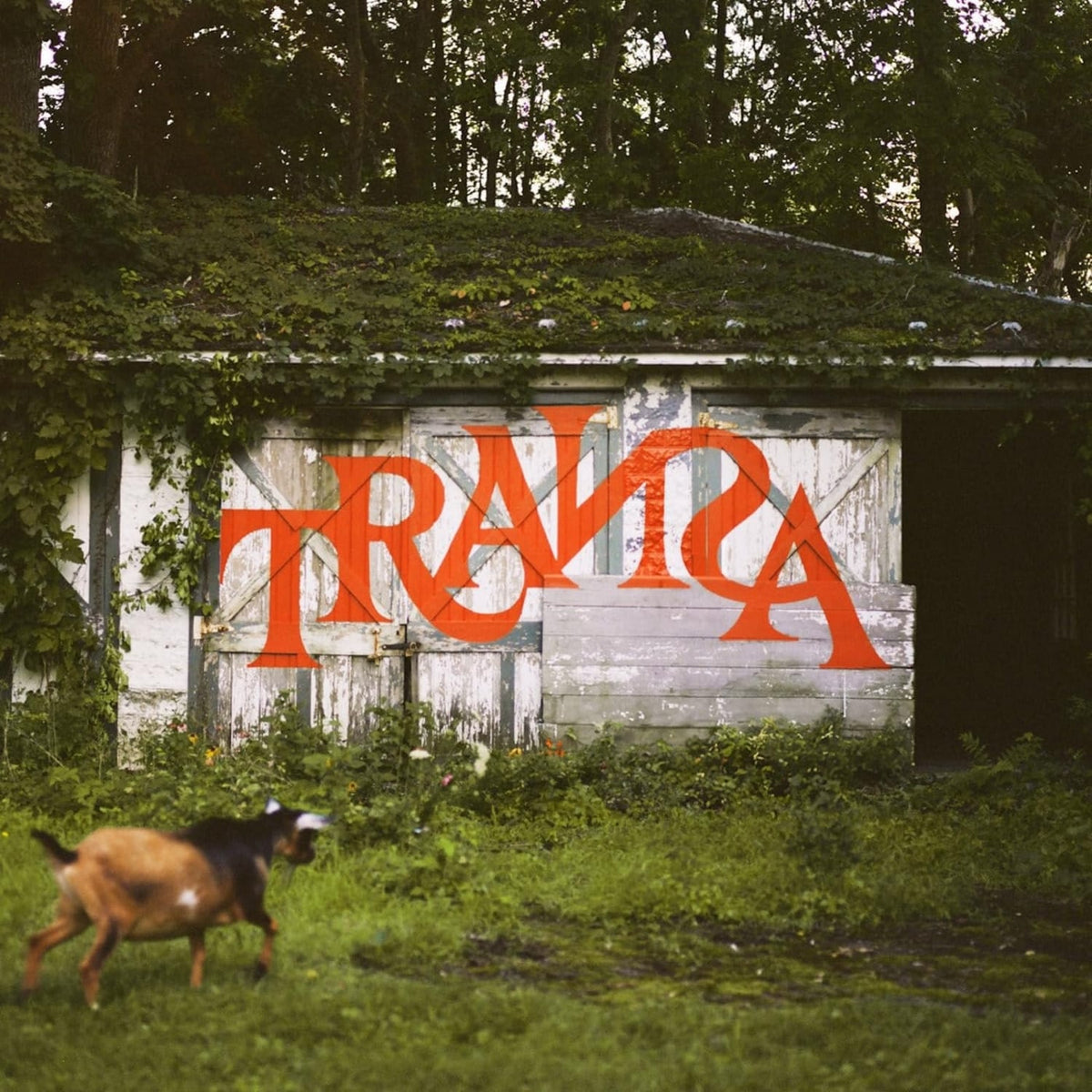 Various Artists - Transa (Various Artists) - (Deluxe Edition, Boxed Set, Photo Book, Digital Download Card) - [Vinyl]