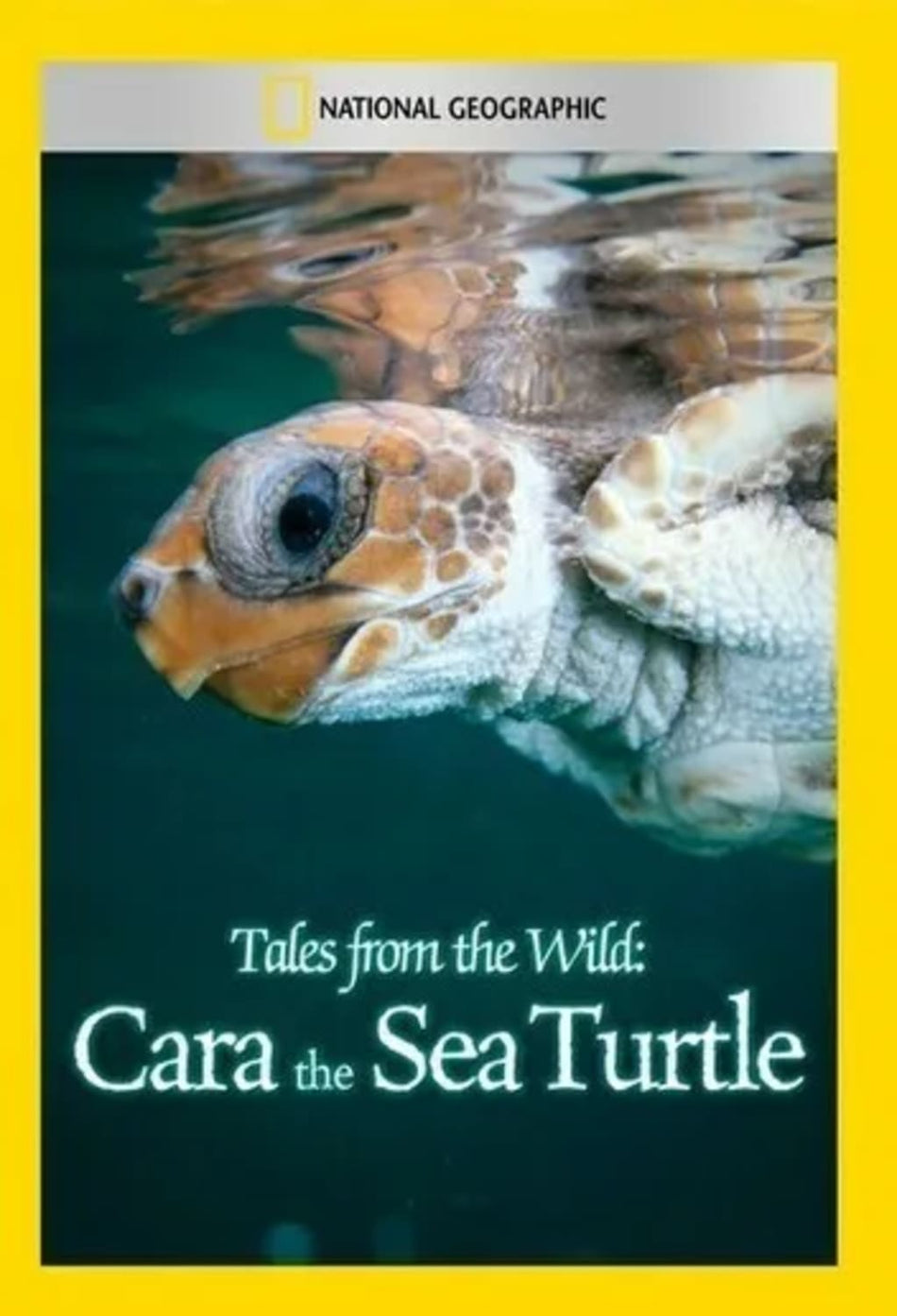 Tales From the Wild: Cara the Sea Turtle - (NTSC Format) - [DVD]