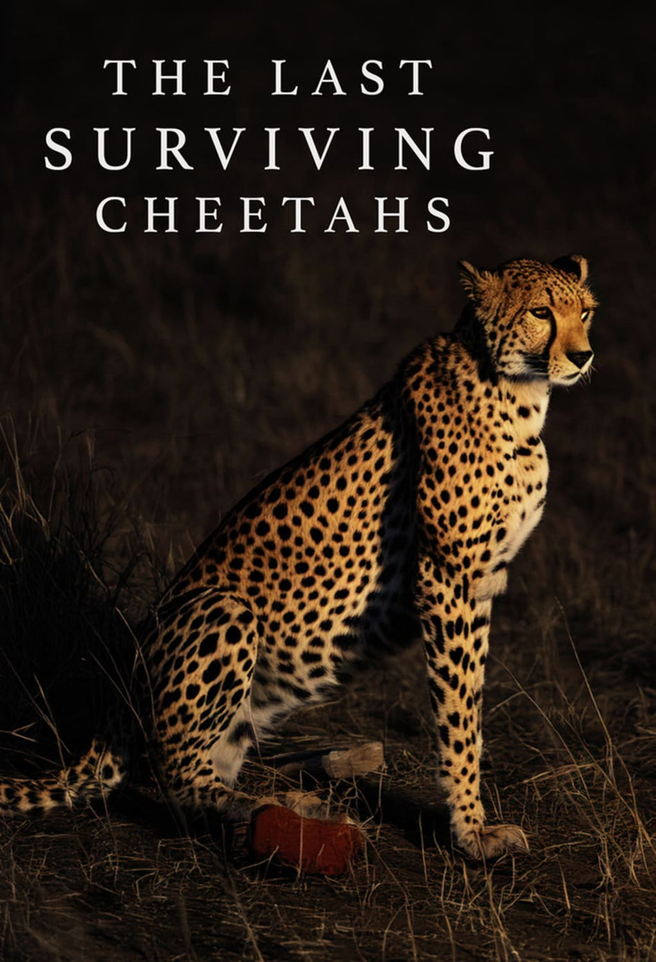 The Last Surviving Cheetahs - [DVD]