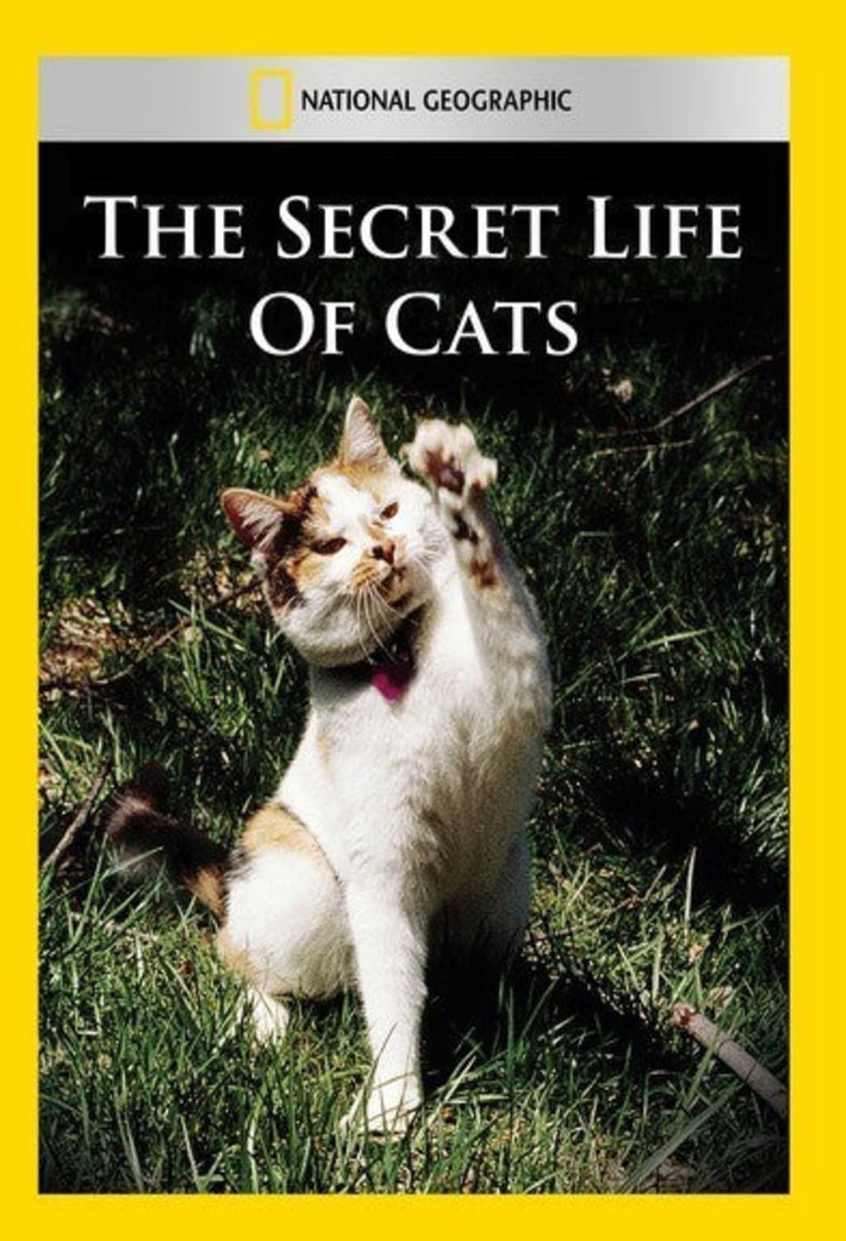 Secret Life of Cats - (NTSC Format) - [DVD]