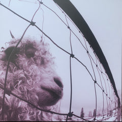 Pearl Jam - VS. - [Vinyl]